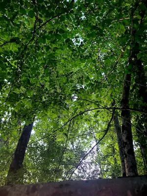 Vue de la canopée et des arbres au-dessus du sentier pieds nus du Domaine de Larrous – Domaine de Larrous, Gaujacq (Landes)