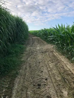 Allée du labyrinthe de maïs au Labyrinthe de Chalosse offrant une balade en pleine nature dans les Landes – Domaine de Larrous, Gaujacq (Landes)