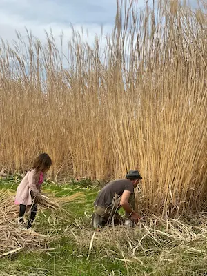 Récolte de miscanthus en famille dans les coulisses du Labyrinthe de Chalosse pour préparer une animation – Domaine de Larrous, Gaujacq (Landes)