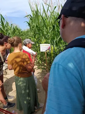 Famille lisant un panneau d’énigme dans le labyrinthe de maïs au Labyrinthe de Chalosse dans les Landes – Domaine de Larrous, Gaujacq (Landes)