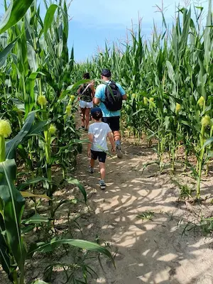 Parents et enfants explorant un chemin du labyrinthe de maïs au Labyrinthe de Chalosse lors d’une sortie nature – Domaine de Larrous, Gaujacq (Landes)