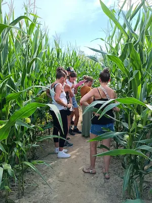 Visiteurs explorant le labyrinthe de maïs au Labyrinthe de Chalosse lors d’une activité en plein air – Domaine de Larrous, Gaujacq (Landes)
