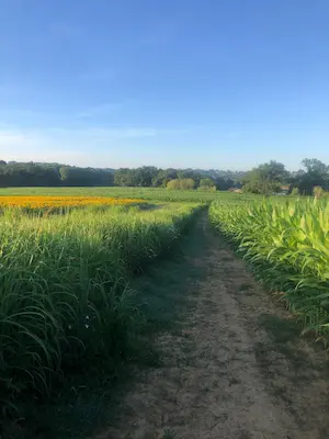 Chemin au cœur du labyrinthe de maïs avec vue sur les champs fleuris dans les Landes au Labyrinthe de Chalosse – Domaine de Larrous, Gaujacq (Landes)