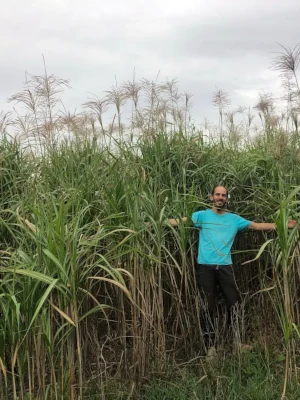 Culture de miscanthus dense et haute, démonstration en conditions réelles – Domaine de Larrous, Gaujacq (Landes)