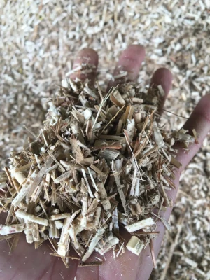 Paillage naturel en miscanthus en copeaux, présenté dans la main – Domaine de Larrous, Gaujacq (Landes)