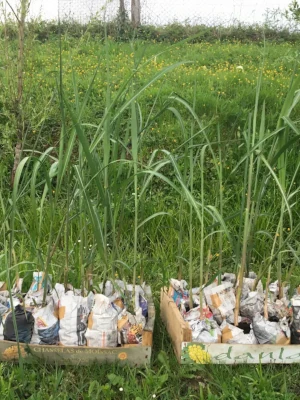 Plants de miscanthus prêts à être plantés en extérieur – Domaine de Larrous, Gaujacq (Landes)